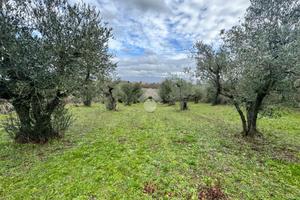 TER. AGRICOLO A COLONNA