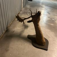 Cervo trofeo di caccia