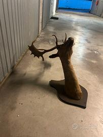 Cervo trofeo di caccia