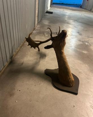 Cervo trofeo di caccia