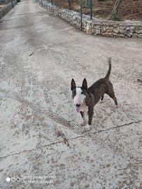bull terrier 