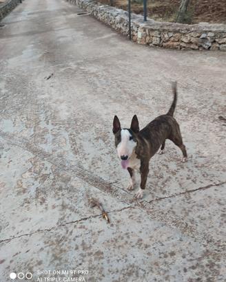 bull terrier 