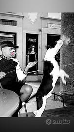 Pitpull maschio ha 6 messi