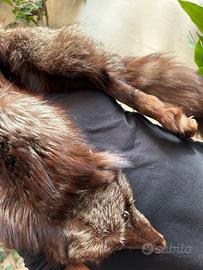 sciarpa/collo volpe intera