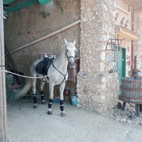 Cavallo