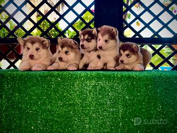 Cuccioli Alaskan malamute