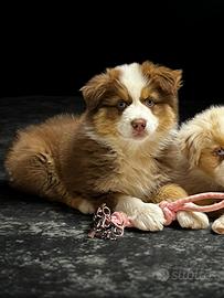 Cucciolo pastore australiano