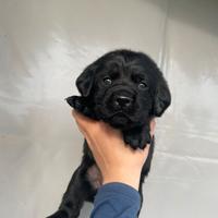 Cuccioli di Labrador
