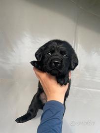 Cuccioli di Labrador