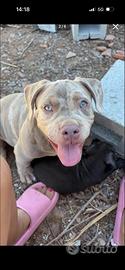 American bully poket