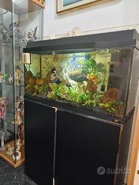 Guppy e altri pesci tropicali