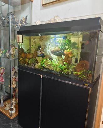Guppy e altri pesci tropicali