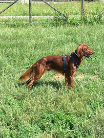 Setter Irlandese per accoppiamento