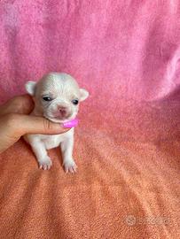 Cucciola chihuahua mini pelo corto