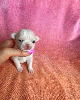 Cucciola chihuahua mini pelo corto
