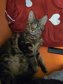 Maine coon femmina