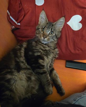 Maine coon femmina