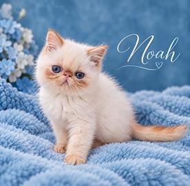 cucciolo Exotic Shorthair 