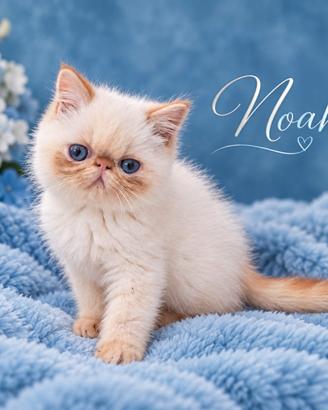cucciolo Exotic Shorthair 