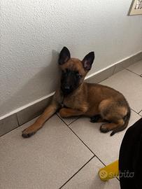 Cuccioli di pastore belga Malinois