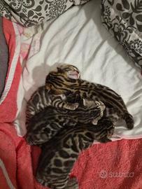 Cuccioli di Bengala