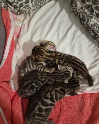 Cuccioli di Bengala