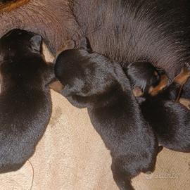 cuccioli di rottweiler 