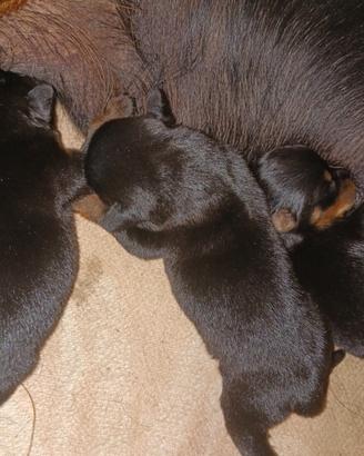 cuccioli di rottweiler 