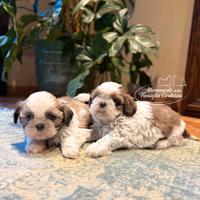 Cuccioli SHIHTZU