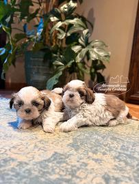 Cuccioli SHIHTZU