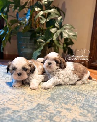 Cuccioli SHIHTZU