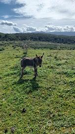 Asini di razza Sarda