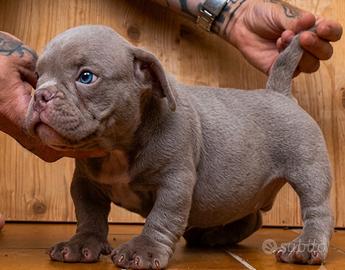 American Bully Maschio Lilac Nano