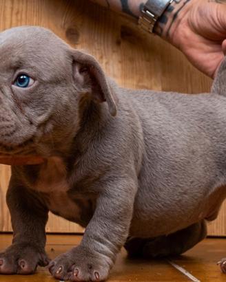 American Bully Maschio Lilac Nano