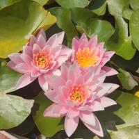 ninfea Madame Wilforn Gonorre