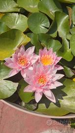 ninfea Madame Wilforn Gonorre