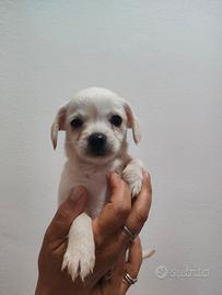 Cuccioli di cane