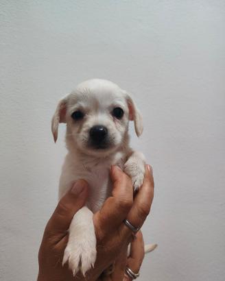 Cuccioli di cane