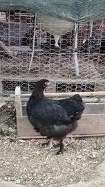 Galline marans
