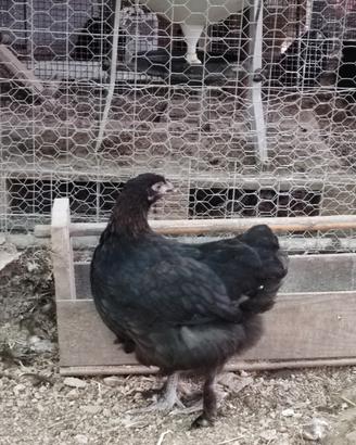 Galline marans