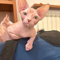 Sphynx cucciola