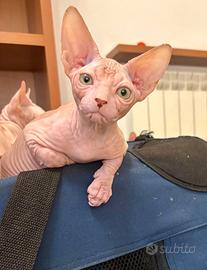 Sphynx cucciola