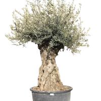 OLIVI
