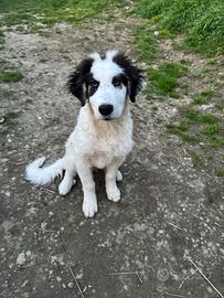 Pastore dei Pirenei cucciolo ADOZIONE ADOZIONE