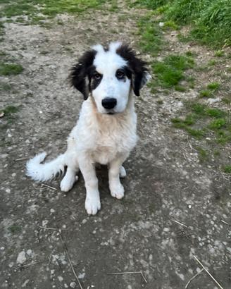 Pastore dei Pirenei cucciolo ADOZIONE ADOZIONE