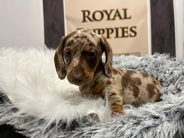 Bassotti Choco e Arlecchino disponibili subito