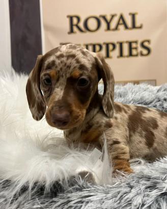 Bassotti Choco e Arlecchino disponibili subito