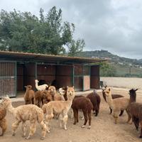 Alpaca per fattorie