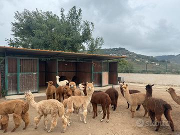 Alpaca per fattorie