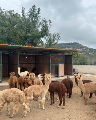 Alpaca per fattorie